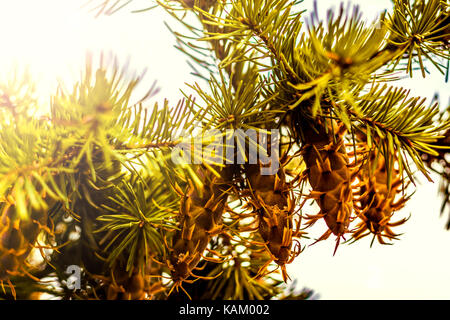 Natural Christmas Decoration in Green and White: Close-up douglas fir tree branch with cones isolated on white background Stock Photo