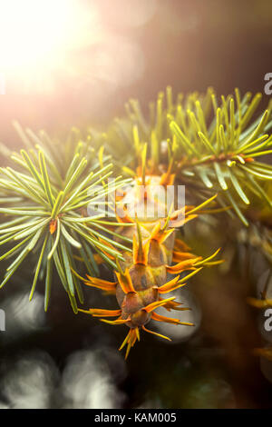 Douglas fir tree branch with cones on autumn. Closeup Stock Photo