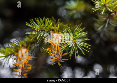Douglas fir tree branch with cones on autumn. Closeup Stock Photo