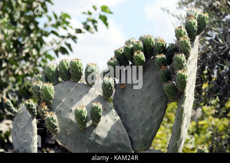 A Cactus with prickly pear fruits on it. Stock Photo