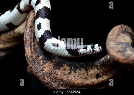 Californian Kingsnake (Lampropeltis getula californiae) on a branch in a studio with a black background. Stock Photo