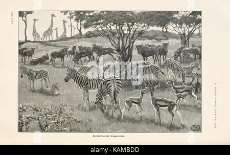 Tierbau und tierleben in ihrem zusammenhang betrachtet (9680205466) Stock Photo