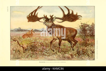 Tierbau und tierleben in ihrem zusammenhang betrachtet (9415214573) Stock Photo
