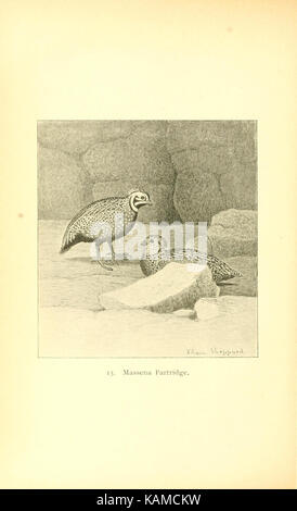 The gallinaceous game birds of North America (Pl. 13) (8119281031) Stock Photo