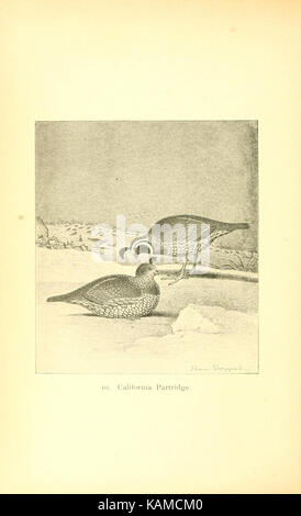 The gallinaceous game birds of North America (Pl. 10) (8119291294) Stock Photo