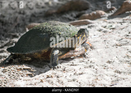 A young red slider turtle resting on sand. Stock Photo