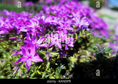 A spread of purple phlox flowers. Stock Photo