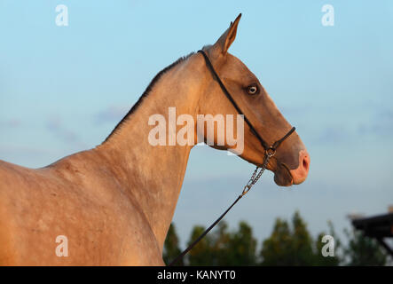 Portrait of beautiful purebred akhalteke mare in evening Stock Photo