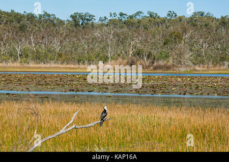 Little Pied Cormorant (Phalacrocorax melanoleucos) perched by Mareeba Wetlands, Atherton Tablelands, North Queensland, QLD, Australia Stock Photo