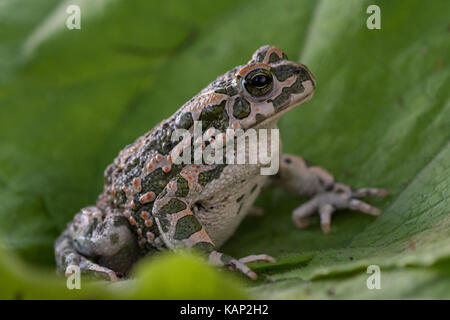 European green toad (Bufo viridis) Stock Photo