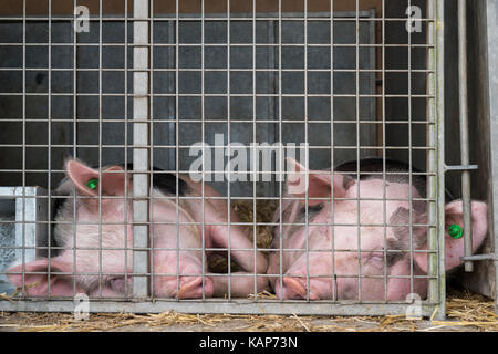 Sus scrofa domesticus. Gloucester old spot pigs sleeping in a temporary pen at an autumn show. UK Stock Photo