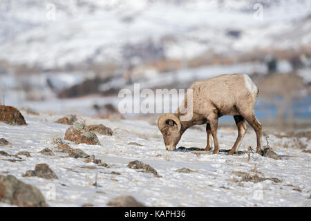 Rocky Mountain Bighorn Sheep / Dickhornschaf ( Ovis canadensis ), ram in winter, feeding on grasses between the snow, Yellowstone area, USA. Stock Photo