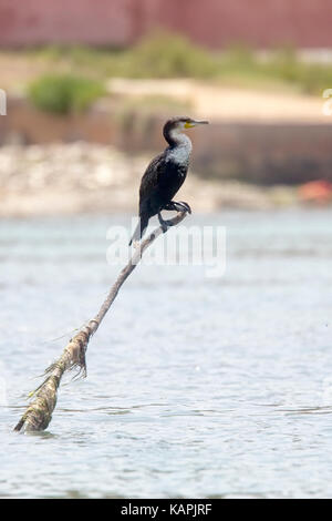 Great Cormorant (Phalacrocorax carbo maroccanus), Atlantic subspecies, perched on a post, the river estuary at Oualidia, Morocco. Stock Photo