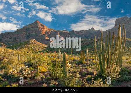 Evening light in Arizona's Organ Pipe Cactus National Monument. Stock Photo
