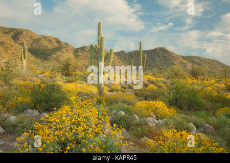 Early morning light on the spring bloom of brittlebush in Arizona's White Tank Mountain Regional Park. Stock Photo