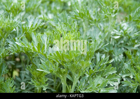 green foliage of an absinthe wormwood Stock Photo