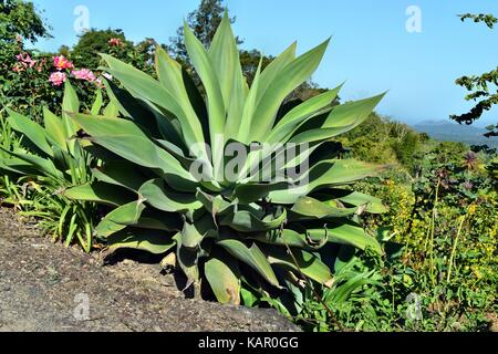 Big and beautiful agave attenuata cactus plant growing in the garden Stock Photo
