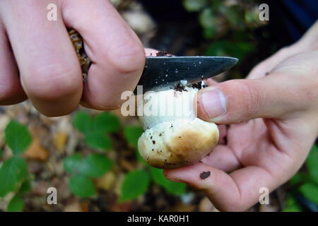 Boletus reticulatus ( Boletus aestivalis, and known as the summer cep) growing in the forest. Concept of cutting mushrooms in the forest Stock Photo