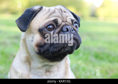 One year old fawn male Pug Stock Photo - Alamy