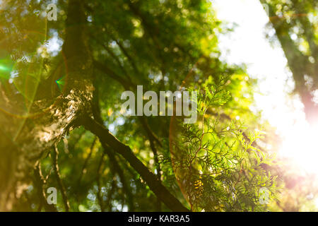Beautiful green Christmas leaves of thuja tree with bright sunlight beam Stock Photo