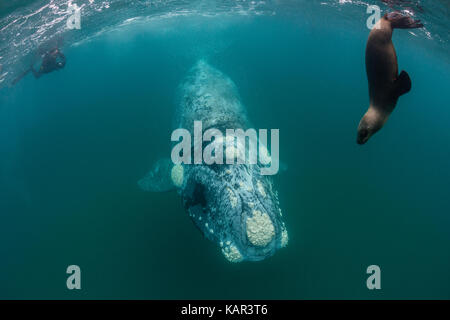 A sea lion looks on as a southern right whale swims past,  Valdes Peninsula, Patagonia, Argentina. Stock Photo