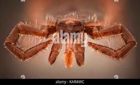 Extreme magnification - Tick under the microscope Stock Photo