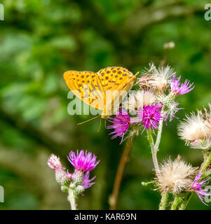 Silver-washed fritillary butterfly on thistle flower in natural ambiance Stock Photo