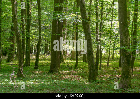 forest scenery at summer time in Southern germany Stock Photo