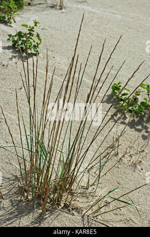 this is Elymus farctus, the Sand couch-grass, a salt-tolerant relative of wheat; from the family Poaceae Stock Photo
