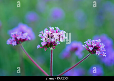 Verbena bonariensis, also know as purpletop vervain, clustertop vervain, Argentinian vervain, tall verbena or pretty verbena Stock Photo