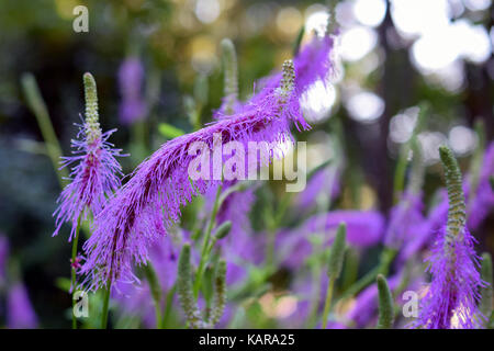 Pink lavender flowers of Sanguisorba hakusanensis, also called Korean mountain burnet or lilac squirrel. Stock Photo