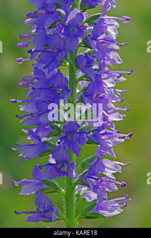 this is the wildflower  Veronica spicata (syn. Pseudolysimachion spicatum), the Spiked Speedwell, from the family Plantaginaceae Stock Photo