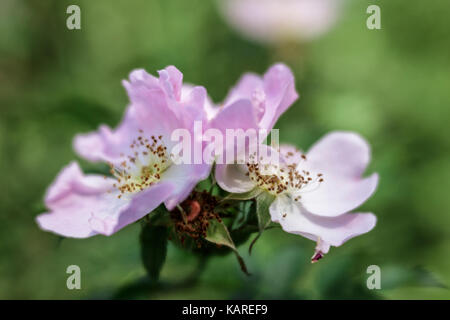 Dog roses growing in a Wiltshire hedgerow Stock Photo