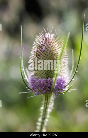 Teasel flower head half covered in flowers Stock Photo