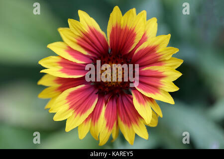 Red and yellow flower against a defocused green background Stock Photo