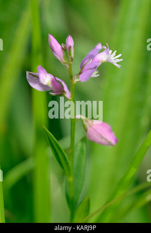 Common Milkwort - Polygala vulgaris  Pink colour form Stock Photo