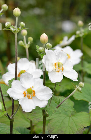 Japanese Anemone - Anemone hupehensis  White garden flowers. Native of China Stock Photo