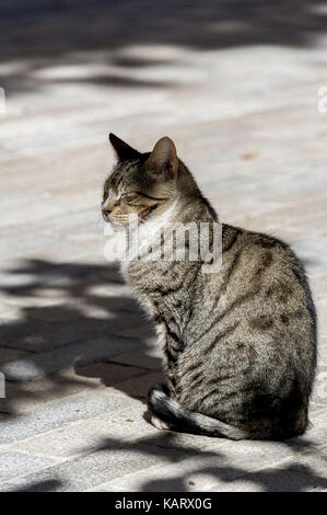Chat Europeen Stock Photo Alamy