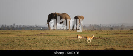 African elephants with Thompson's gazelle in foreground - Ol Pejeta Conservancy - Kenya Stock Photo