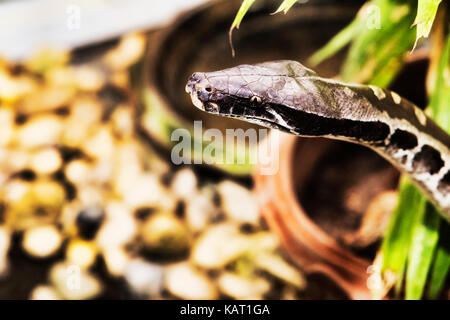 Reticulated python portrait - selective focus Stock Photo