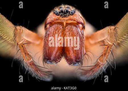 Extreme magnification - House spider (Tegenaria agrestis) Stock Photo