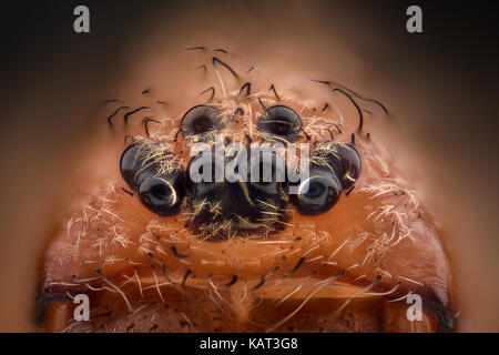 Extreme magnification - Tick under the microscope Stock Photo