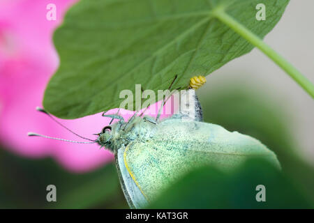 Cabbage white butterfly eggs Stock Photo