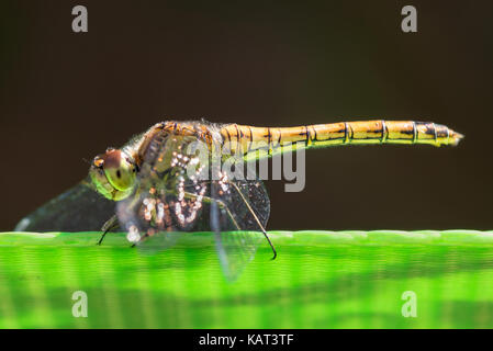 Dragonfly on slackline Stock Photo