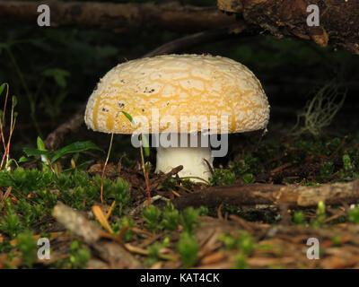 Amanita sp. mushroom growing in June in a Pacific Northwest conifer forest Stock Photo