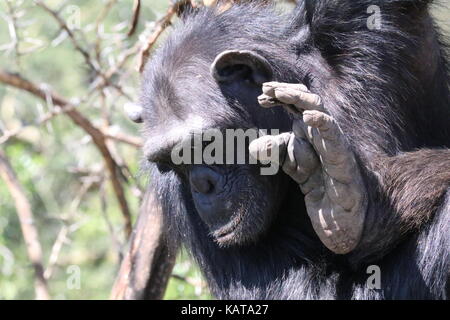 Chimpanzee - The Sweetwaters Chimpanzee Sanctuary - Ol Pejeta Conservancy - Kenya Stock Photo