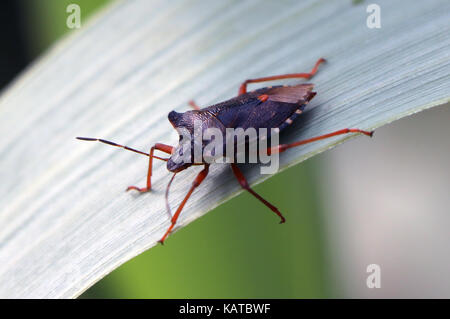 FOREST SHIELD BUG  Pentatoma rufipes. Photo: Tony Gale Stock Photo