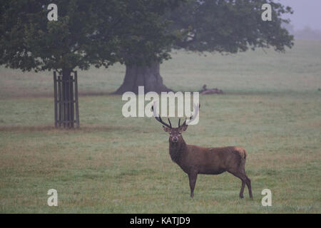 Windsor, UK. 27th September, 2017. A stag at dawn in the mist in Windsor Great Park. There is a herd of around 500 red deer within the deer park enclosure in Windsor Great Park, all descended from forty hinds and two stags introduced in 1979 by the Duke of Edinburgh. Credit: Mark Kerrison/Alamy Live News Stock Photo