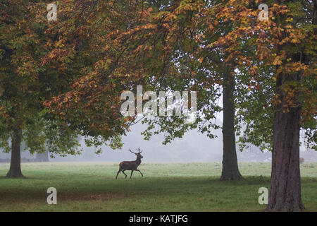 Windsor, UK. 27th September, 2017. A stag at dawn in the mist in Windsor Great Park. There is a herd of around 500 red deer within the deer park enclosure in Windsor Great Park, all descended from forty hinds and two stags introduced in 1979 by the Duke of Edinburgh. Credit: Mark Kerrison/Alamy Live News Stock Photo