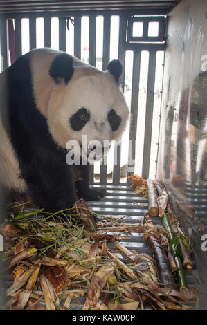 Jakarta, Indonesia. 28th Sep, 2017. Female giant panda 'Hu Chun' arrives at the airport in Jakarta, Indonesia, Sept. 28, 2017. 'Hu Chun' and male giant panda 'Cai Tao', both seven years old, were flown from China to Indonesia on Thursday for a 10-year research cooperation project. Credit: Du Yu/Xinhua/Alamy Live News Stock Photo